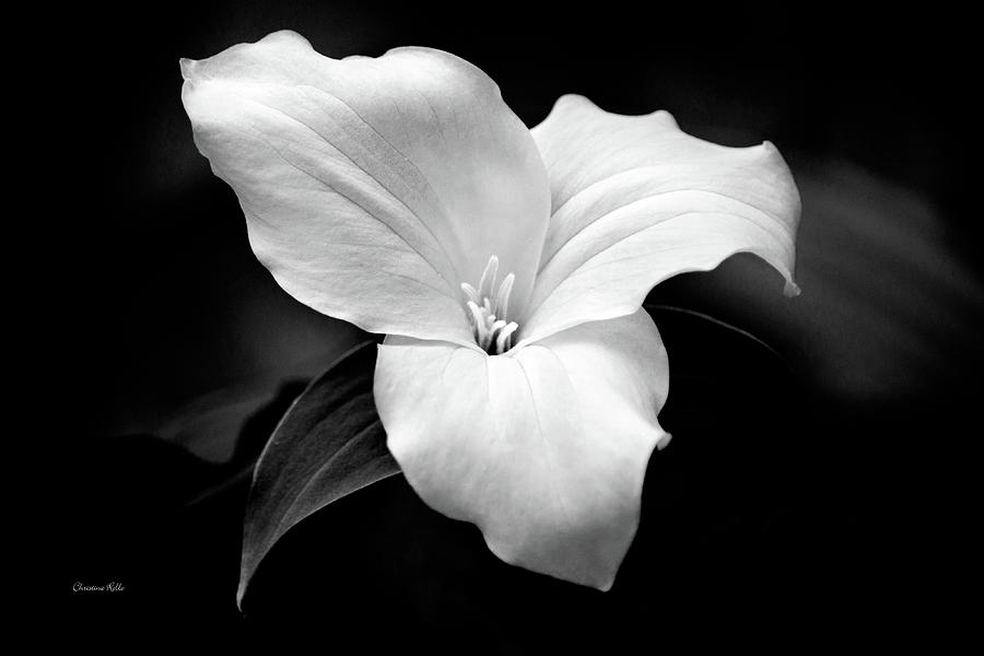 Trillium Flower Black and White Photograph by Christina Rollo