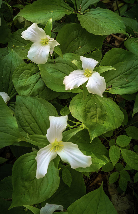 Trillium In The Woods Photograph by Randall Evans