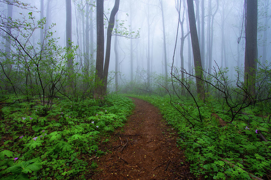 Trillium Path by Jeanne Jackson Trillium Path by Jeanne Jackson