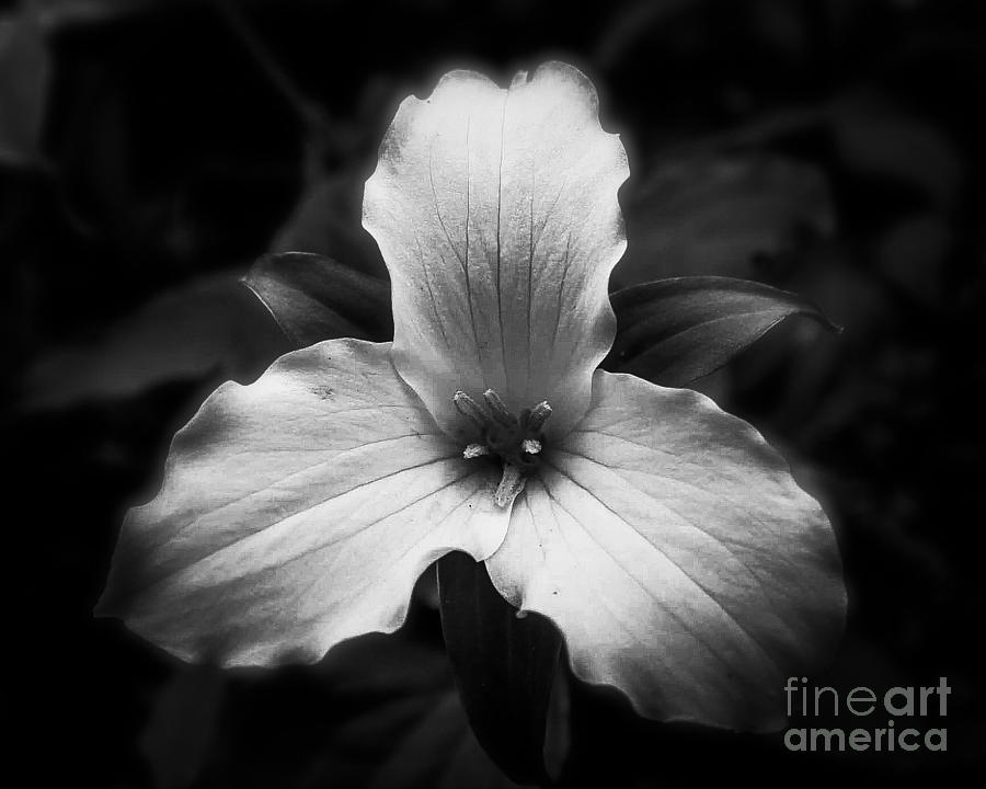 Trillium Photograph by Rachelle Bluester - Pixels