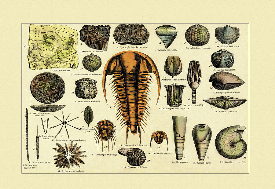 Trilobite and Fossil Sea Life Painting by Gotthilf Heinrich von ...