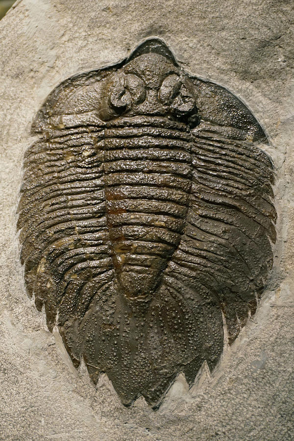 Trilobite Fossil Photograph by Hiroya Minakuchi - Pixels