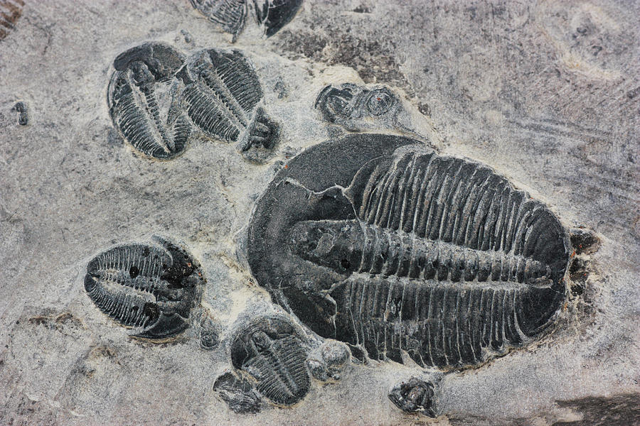 Trilobite Fossils Photograph by Hiroya Minakuchi
