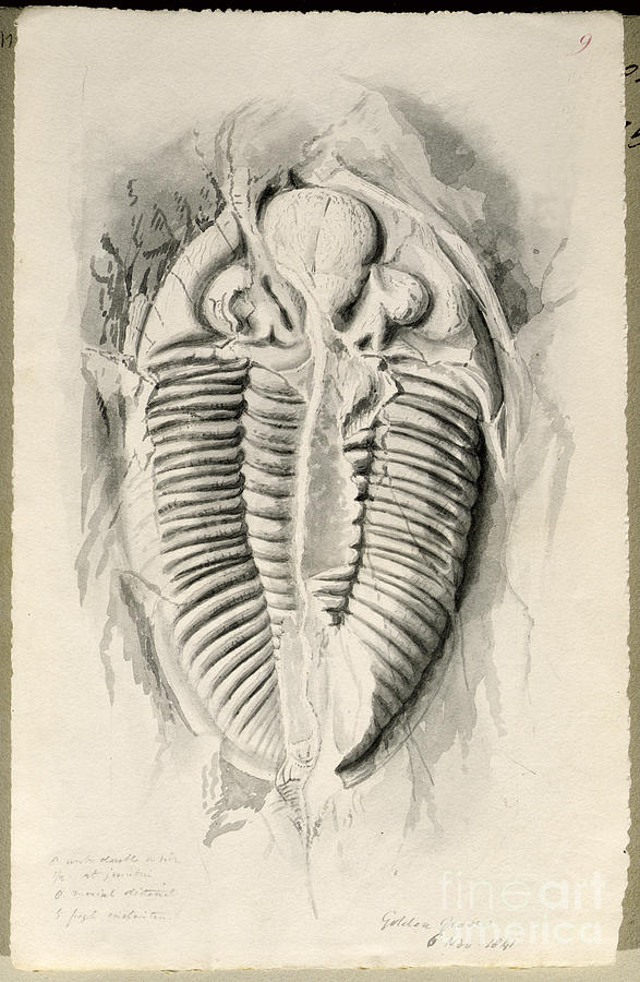 Prehistoric Painting - Trilobite From Golden Grove, 6th November 1841 by John Phillips