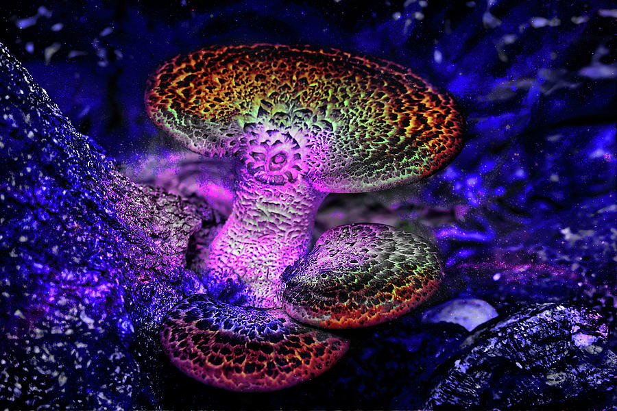 Trintiy Mushroom Digital Art by Pat Pro