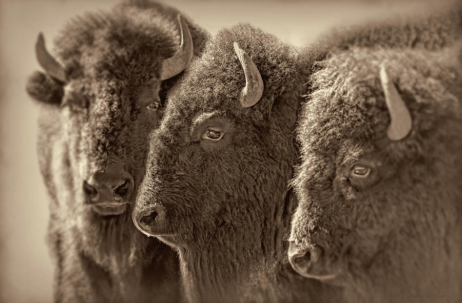 Yellowstone National Park Photograph - Trio American Bison Sepia Brown by Jennie Marie Schell