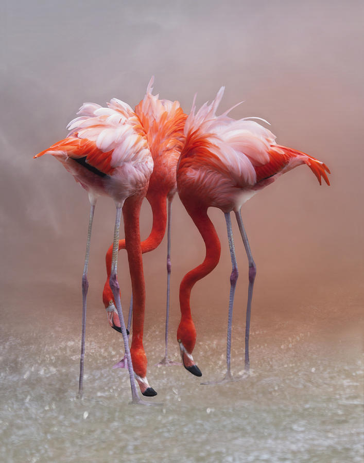 Animal Photograph - Trio Flamingos by Krystina Wisniowska