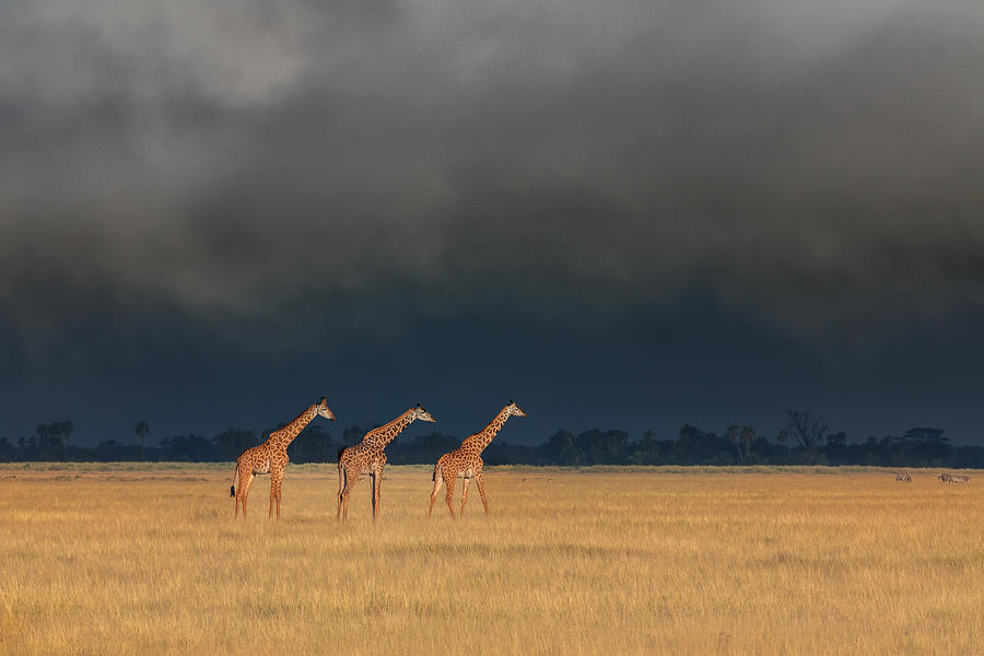 Giraffe Photograph - Trio Giraffes In Kenya Storm by Siyu And Wei Photography
