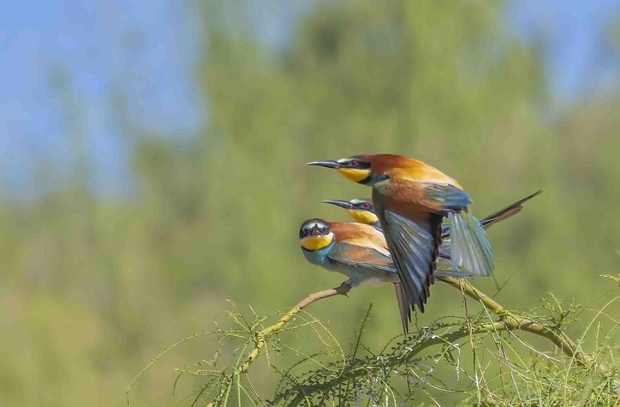 Animal Photograph - Trio Of Bee-eater by Carmel Tadmor Animal Photograph - Trio Of Bee-eater by Carmel Tadmor