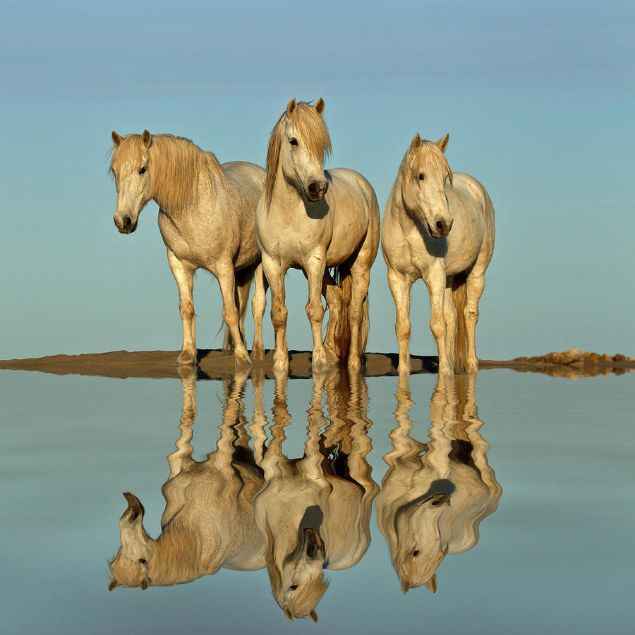Beach Photograph - Trio Of Camargue Horses And Reflection by Adam Jones
