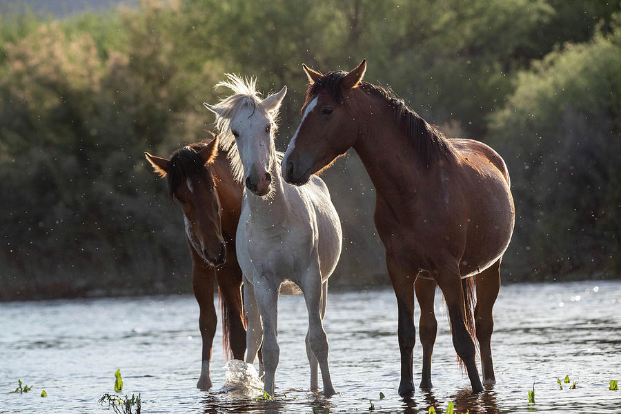 Trio of horses Photograph by Nicole Zenhausern