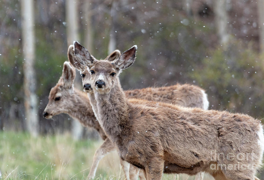 Trio of Mule Deer on a Snowy Morning Photograph by Steven Krull