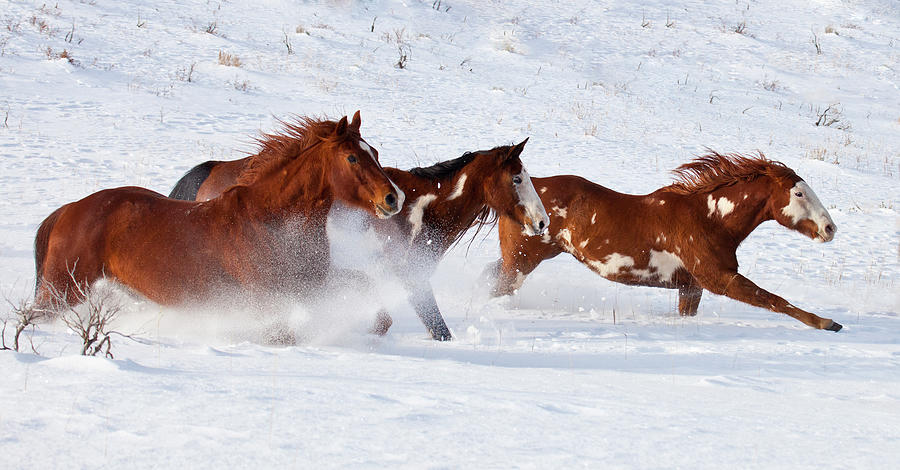 Trio Of Quarter Horses Running In Snow Photograph by Darrell Gulin