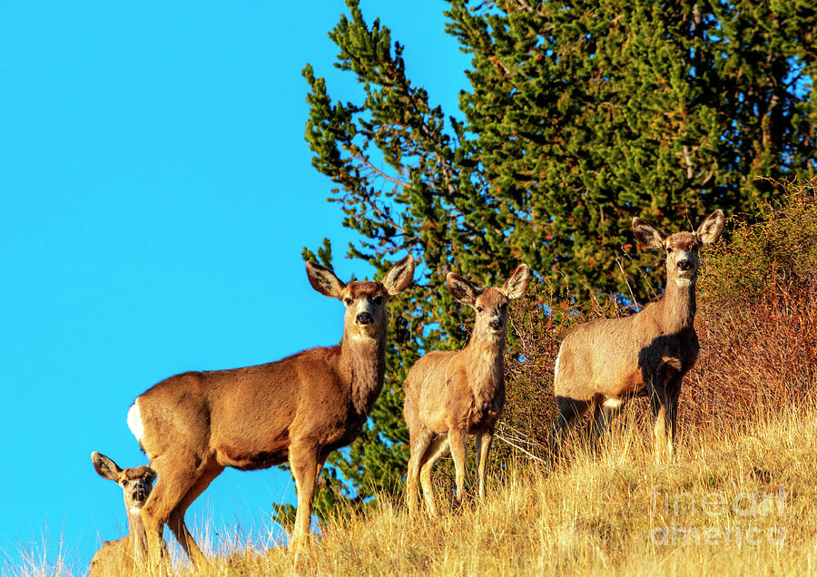 Trio of Rocky Mountain Mule Deer Photograph by Steven Krull