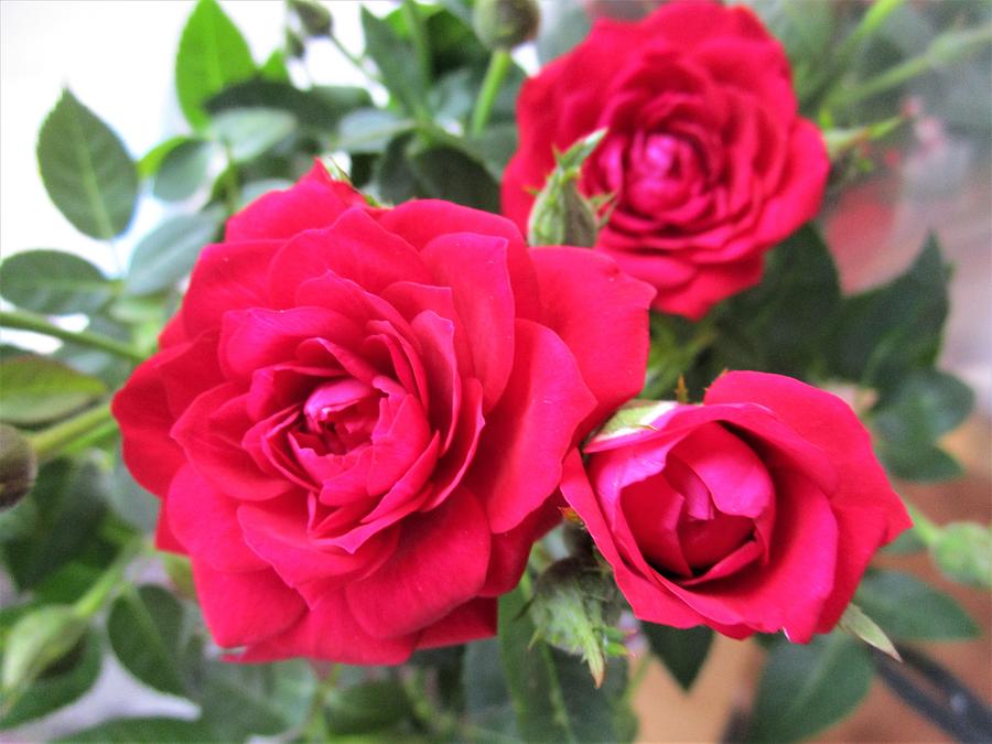 Trio of roses  Photograph by Rosita Larsson