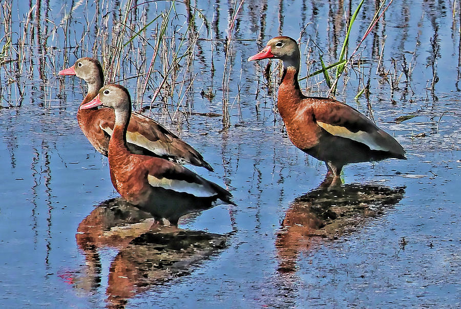 Trio of Whistlers Photograph by HH Photography of Florida