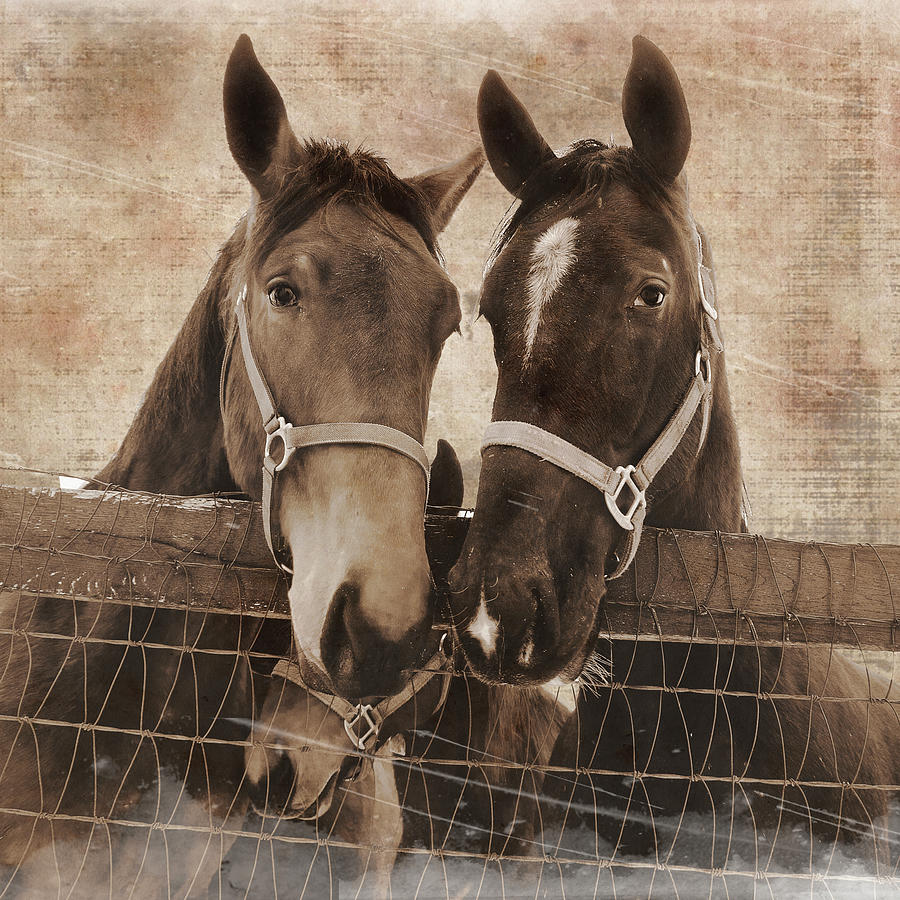 Horse Mixed Media - Trio Vintage by Erin Clark