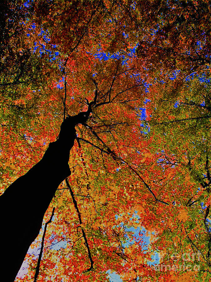 Trip Tree by Luc Van de Steeg Trip Tree by Luc Van de Steeg
