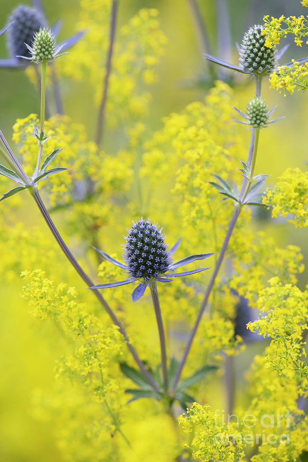 Tripartite Eryngo and Ladys Bedstraw in a Wildflower Garden  Photograph by Tim Gainey