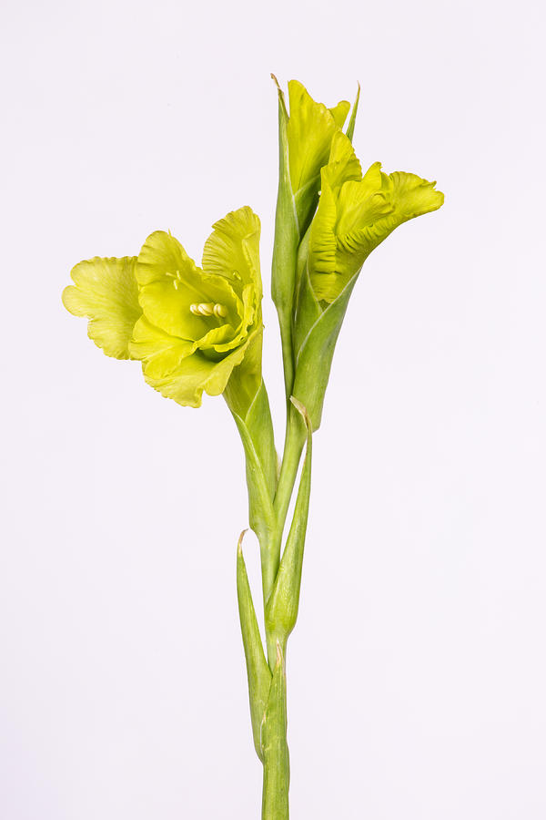 Flower Photograph - Triplet by Carmen Watkins