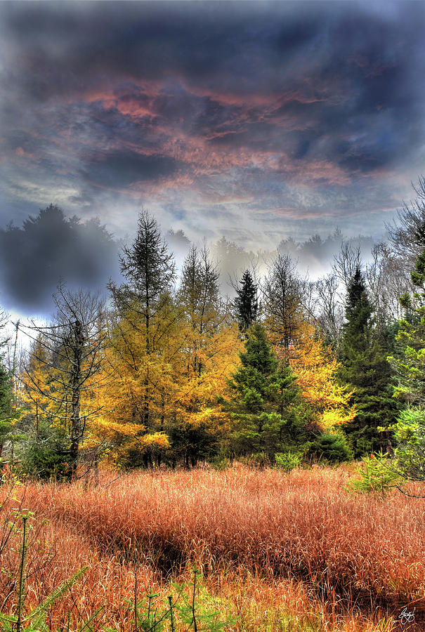 Tripoli Larch Bog in Fog by Wayne King Tripoli Larch Bog in Fog by Wayne King
