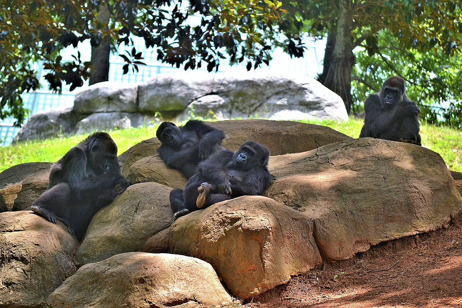 Troop of Gorillas Photograph by Tara Potts