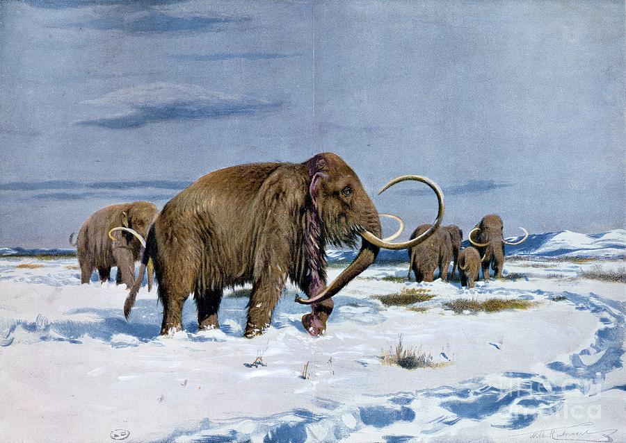 Troop Of Mammoths In The Ice Age Painting by Wilhelm Kuhnert - Fine Art ...