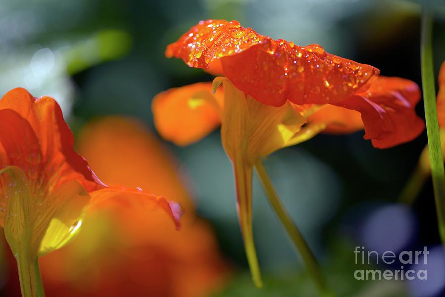 Tropaeolum Majus 'alaska Series' by Dr Keith Wheeler/science Photo Library