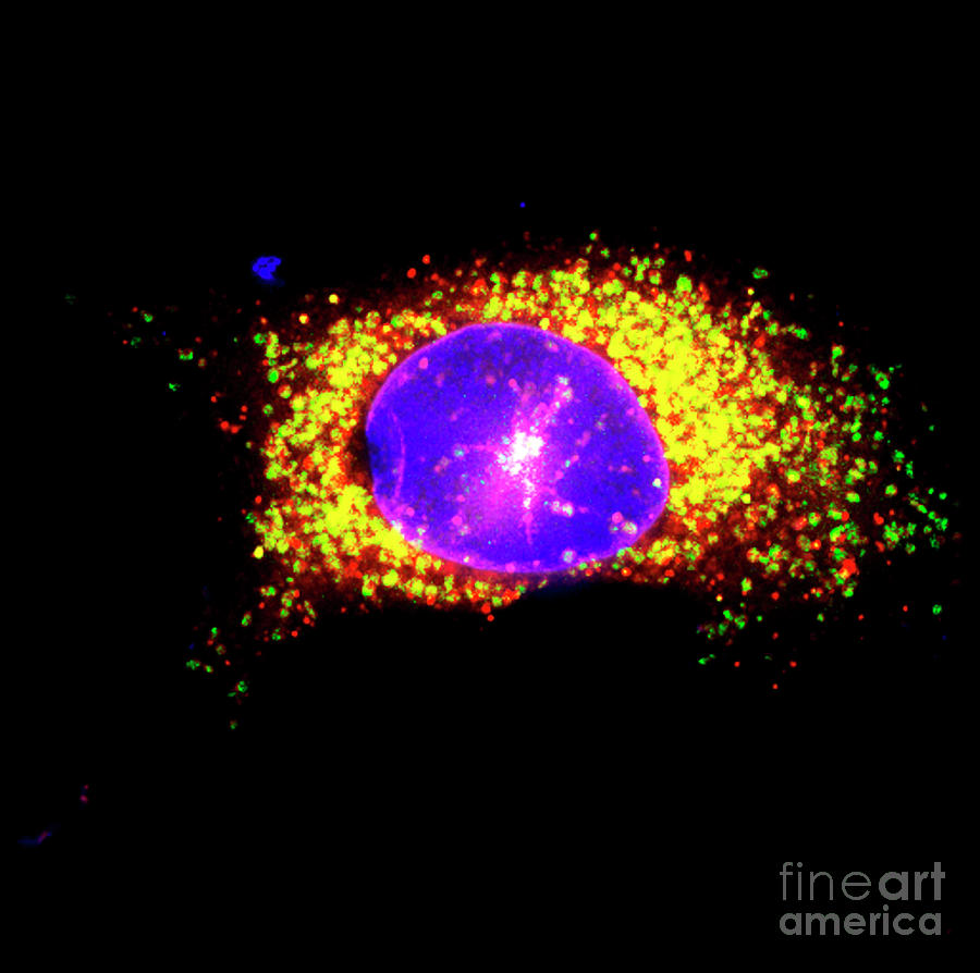 Trophoblast Photograph by R. Bick, B. Poindexter, Ut Medical School/science Photo Library