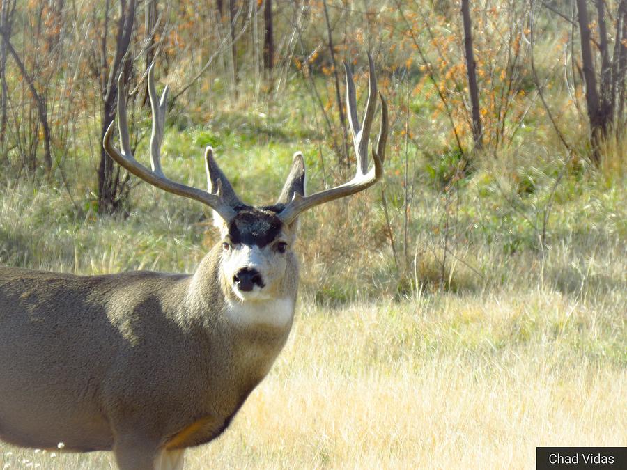 Trophy Tines Photograph by Chad Vidas - Fine Art America