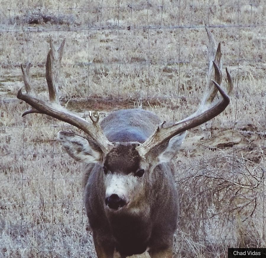 Trophy Walking Photograph by Chad Vidas - Fine Art America