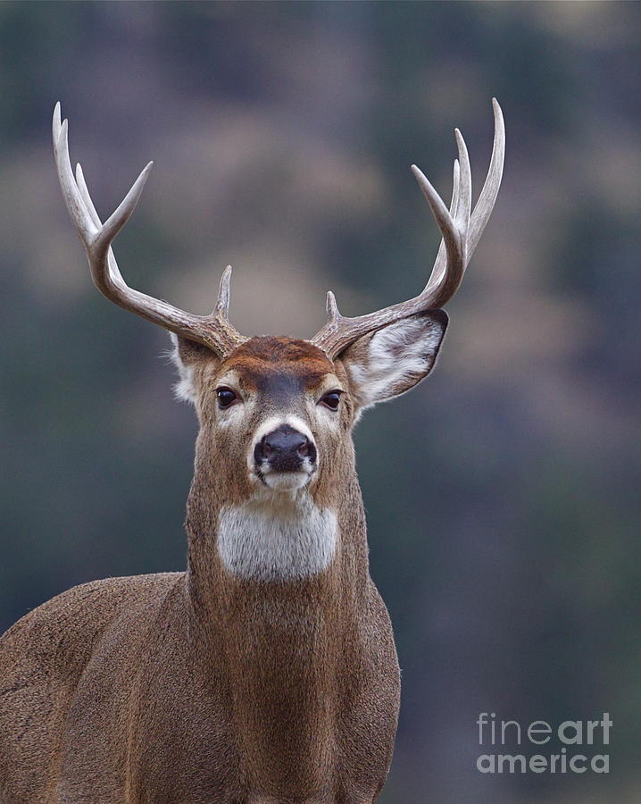 Trophy Whitetail Buck Deer Isolated Photograph by Tom Reichner - Fine ...