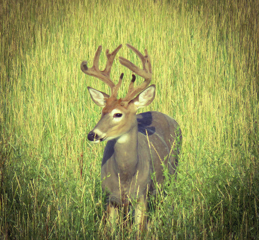 Trophy Whitetail Photograph