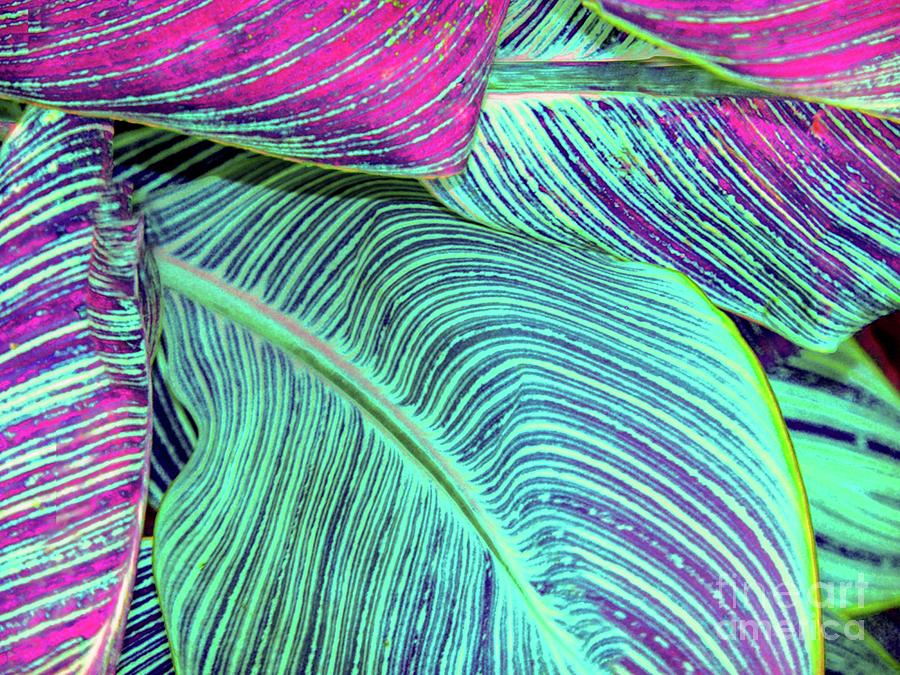 Abstract Photograph - Tropic Leaves Abstract by D Davila