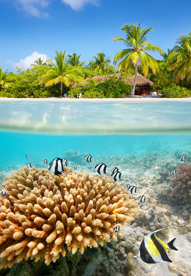 Up Movie Photograph - Tropical Beach And Underwater View by Jan Wlodarczyk