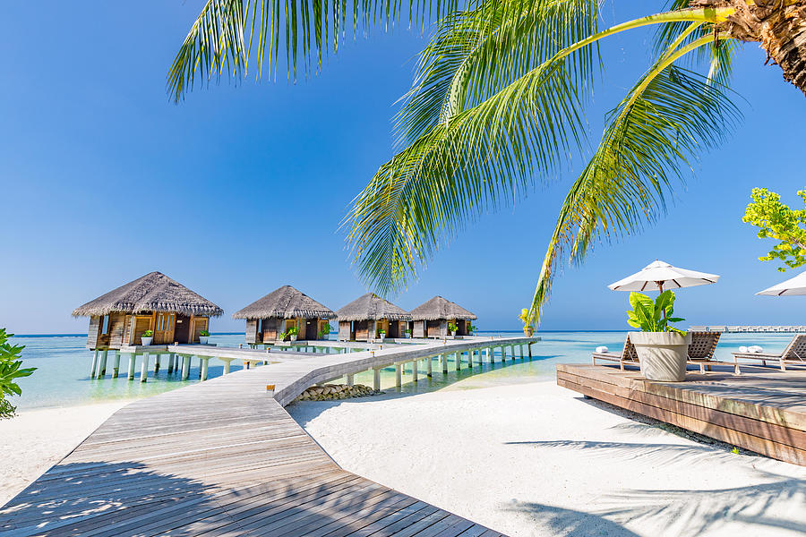 Tropical Beach In Maldives With Palm Photograph by Levente Bodo - Fine ...