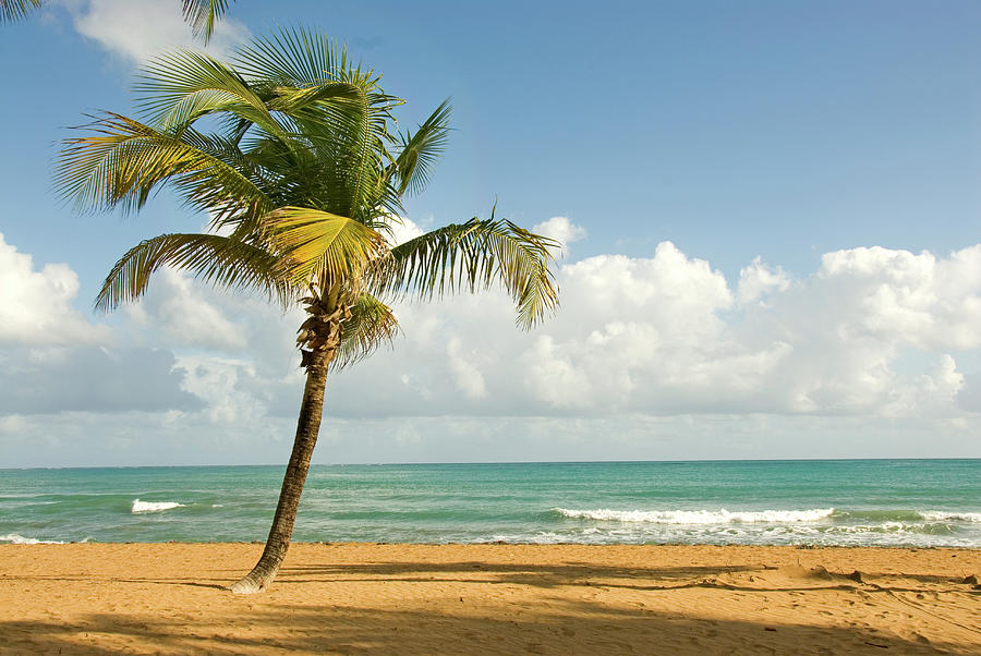 Tropical Beach Scene With Palm Tree Photograph by Bcwh