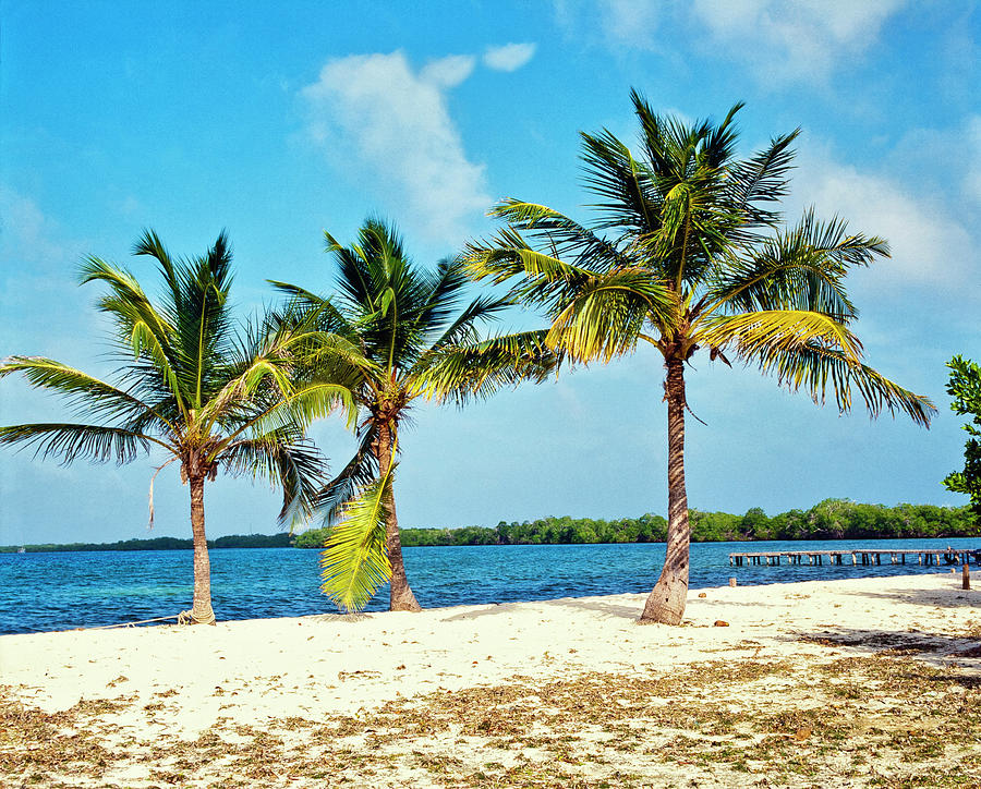 Tropical Beach With Palm Trees Photograph by Fstoplight