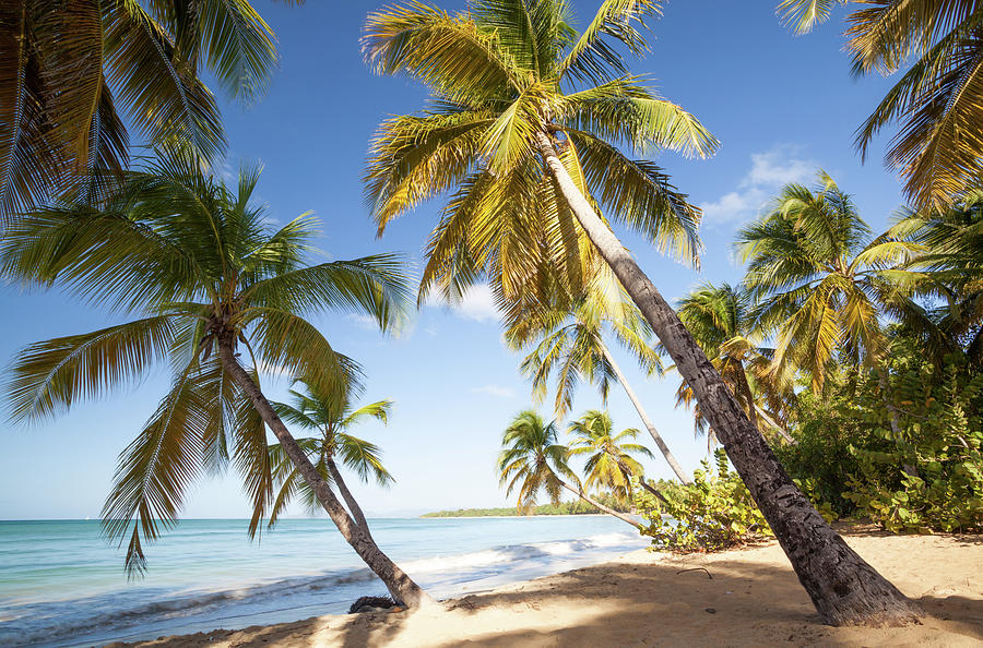 Tropical Beach With Palm Trees In The Photograph by Matteo Colombo Tropical Beach With Palm Trees In The Photograph by Matteo Colombo
