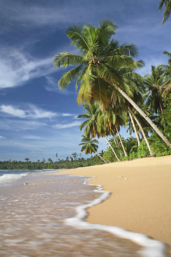 Tropical Beach With Palm Trees by Peter Cade