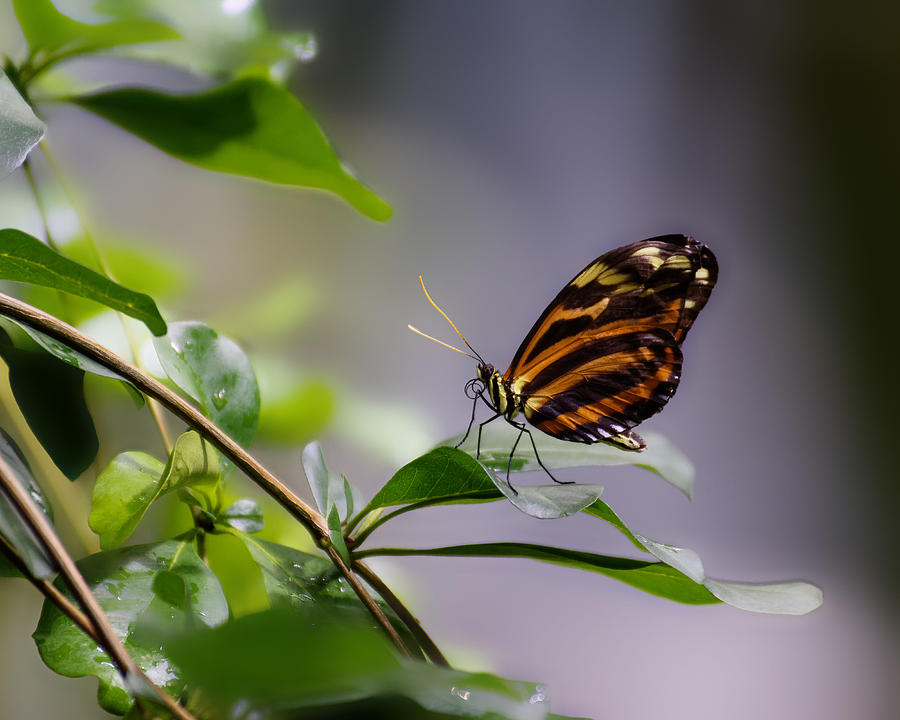 Tropical Beauty -- Tiger Longwing Butterfly at California Academy of Sciences, California Photograph by Darin Volpe