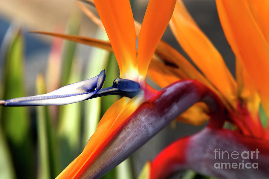 Flowers Still Life Photograph - Tropical Bird Of Paradise in Laguna Beach by K D Graves