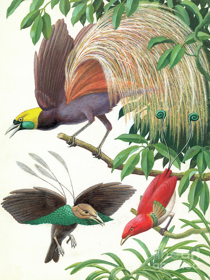 Tropical Birds of Paradise Painting by English School