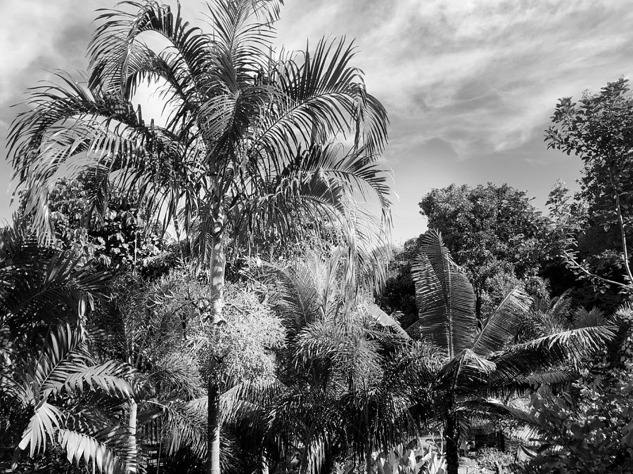 Tropical Botanicals Photograph by Georgia Clare