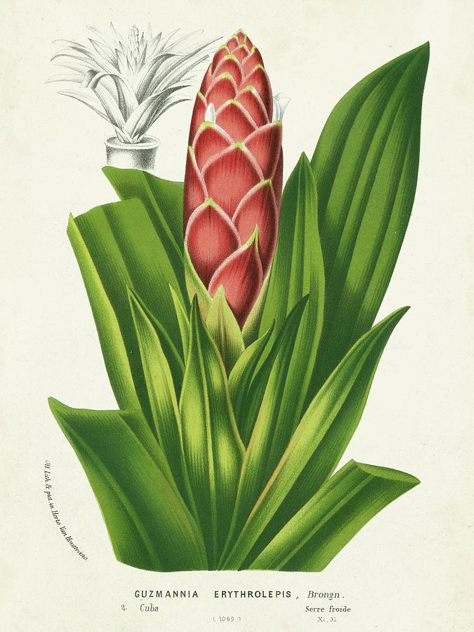 Flower Painting - Tropical Bromeliad I by Horto Van Houtteano