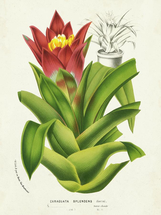 Flower Painting - Tropical Bromeliad II by Horto Van Houtteano