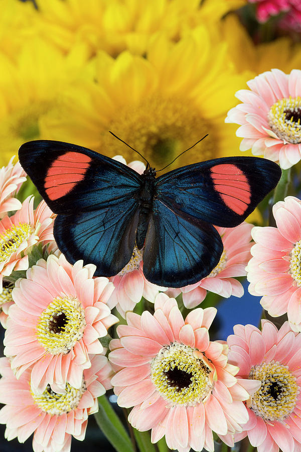 Tropical Butterfly Batesia Hypochlora Photograph by Darrell Gulin - Pixels