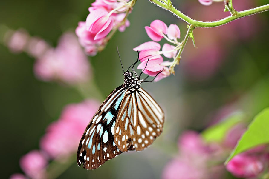 Tropical Butterfly On Flower, Close-up Photograph by Wilfried Krecichwost