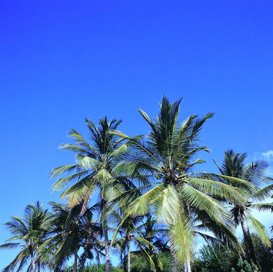 Tropical Coconut Palm Trees Photograph by Fstoplight