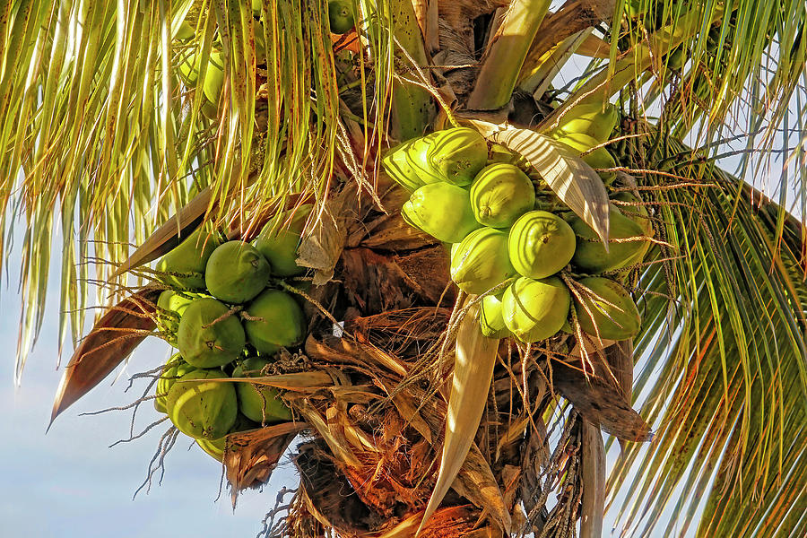 Tropical Coconuts Photograph by HH Photography of Florida